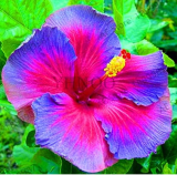 Tropical Hibiscus Flower Seeds China Rose Hibiscus Rosa-Sinensis (Color: QC382MxT5)