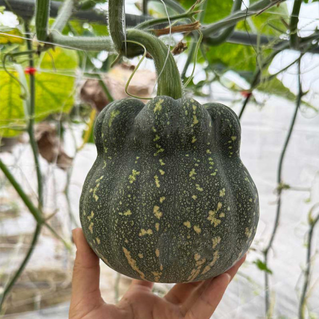 Prolific Fragrant Pumpkin Seeds: Disease-Resistant, Vigorous Growth, Sweet Crisp Flavor