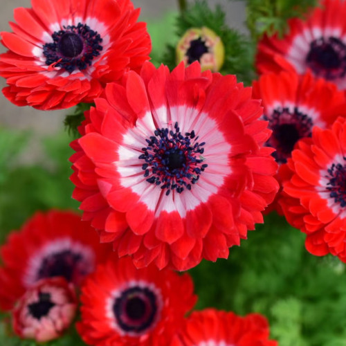 Govina Red Anemone Seeds – Bold Scarlet Blooms for Gardens, Pots & Floral Design