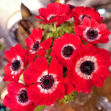 Govina Red Anemone Seeds – Bold Scarlet Blooms for Gardens, Pots & Floral Design