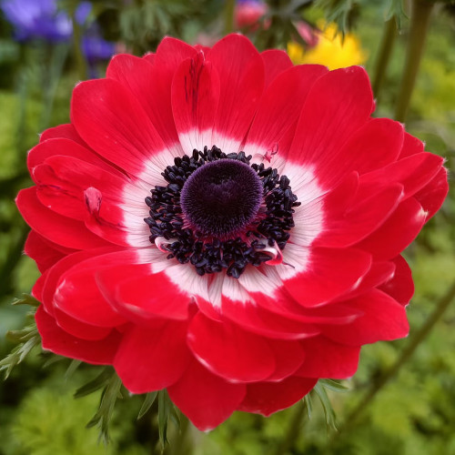 Govina Red Anemone Seeds – Bold Scarlet Blooms for Gardens, Pots & Floral Design