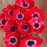 Govina Red Anemone Seeds – Bold Scarlet Blooms for Gardens, Pots & Floral Design