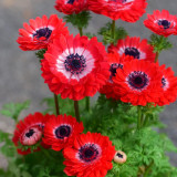 Govina Red Anemone Seeds – Bold Scarlet Blooms for Gardens, Pots & Floral Design