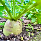 Xinbaoda Ice Cream Radish Seeds, Premium Radish Seeds, F1 Hybrid Purple-Flesh Sweet Radish, Crispy Juicy