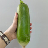 Xinbaoda Ice Cream Radish Seeds, Premium Radish Seeds, F1 Hybrid Purple-Flesh Sweet Radish, Crispy Juicy