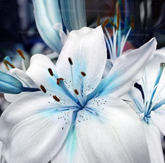 Rare Lily Seed Not Lily Bulbs It is Seed Seed