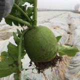 Xinbaoda Ice Cream Radish Seeds, Premium Radish Seeds, F1 Hybrid Purple-Flesh Sweet Radish, Crispy Juicy