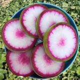 Xinbaoda Ice Cream Radish Seeds, Premium Radish Seeds, F1 Hybrid Purple-Flesh Sweet Radish, Crispy Juicy