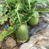 Xinbaoda Ice Cream Radish Seeds, Premium Radish Seeds, F1 Hybrid Purple-Flesh Sweet Radish, Crispy Juicy
