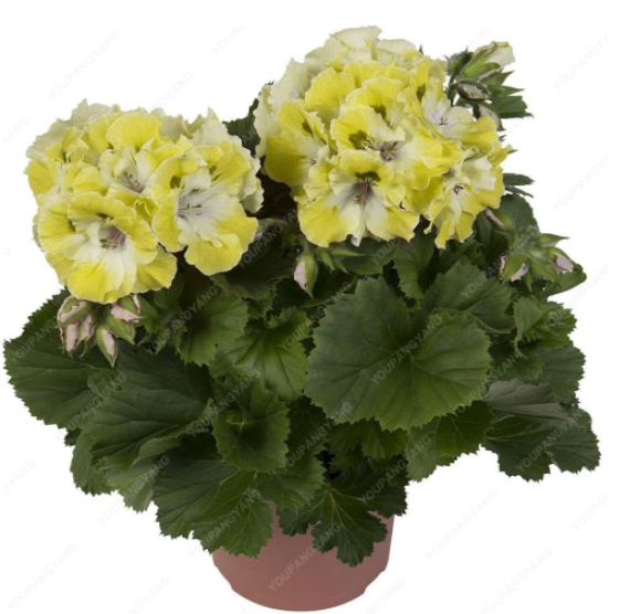Geranium Planting Seed (Color: Light Yellow)
