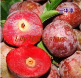 Dwarf Round Plums Seed Fruit (Color: A3)