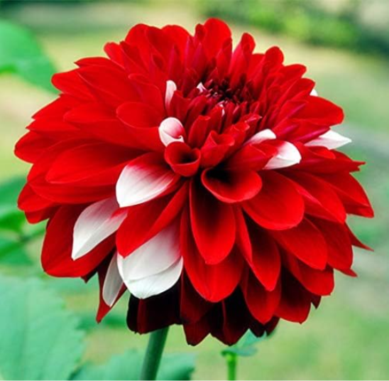 Dahlia Bulbs (Color: 9)