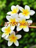 Plumeria Frangipani Hawaiian Flower Lei Exotic Rare EggFlower Seed (Color: A14)