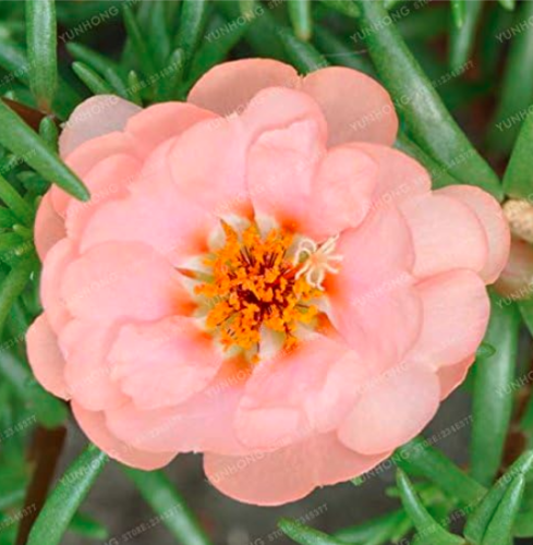 Portulaca Grandiflora Seed Mixed Color Moss-Rose (Color: 6)
