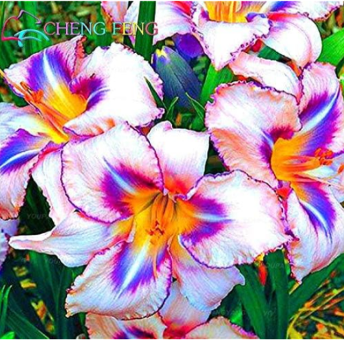 Rare Lily Seed Not Lily Bulbs Pleasant Fragrance Plant (Color: Multi-Colored)