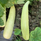 Yangchun White Melon Seeds, Premium White Melon Seeds, Disease-Resistant, High-Yield, Fast-Growing