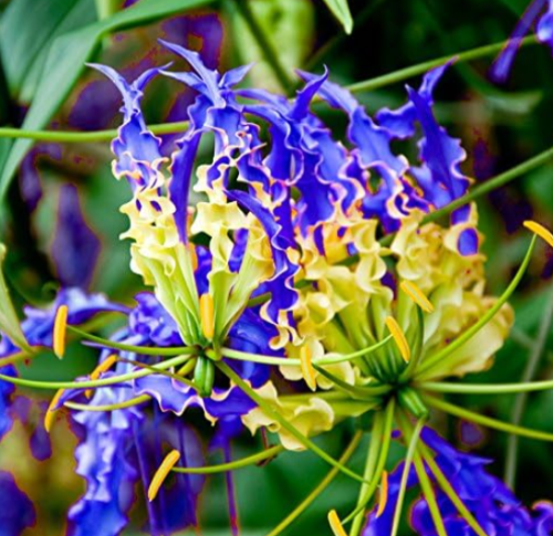 Blue Flame Lily Bulb Growing Perennial Flower