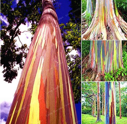 Rainbow Eucalyptus Deglupta Seed Tree Seed