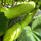 Green-veined Oriental Pickling Melon Seeds - Crisp Bai Gua Variety, High Yield, Thick Flesh, High Edibility