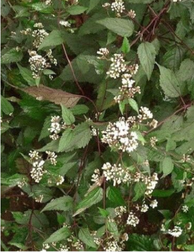 Chocolate Joe Pye Weed Eupatorium Flower Seeds