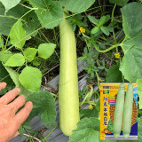 Yangchun White Melon Seeds, Premium White Melon Seeds, Disease-Resistant, High-Yield, Fast-Growing