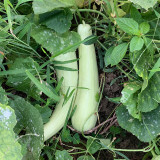 Yangchun White Melon Seeds, Premium White Melon Seeds, Disease-Resistant, High-Yield, Fast-Growing