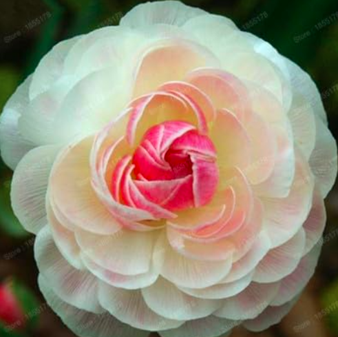 Ranunculus asiaticus Flower Seed Persian Buttercup - (Color: Light Green)