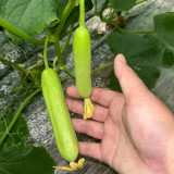 Cream No.3 Mini Cucumber Seeds, Mini Cucumber Seeds, Premium Cucumber, High-Yield Variety