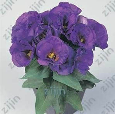 Rare Eustoma Flower Seeds, Lisianthus Flower (Color: Purple)