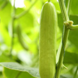 Cream No.3 Mini Cucumber Seeds, Mini Cucumber Seeds, Premium Cucumber, High-Yield Variety