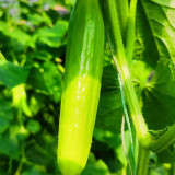 Cream No.3 Mini Cucumber Seeds, Mini Cucumber Seeds, Premium Cucumber, High-Yield Variety