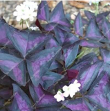 Red Oxalis Versicolor Flowers Seed (Color: 17)