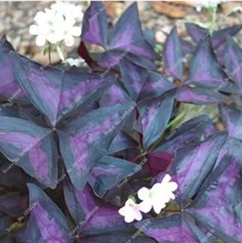 Red Oxalis Versicolor Flowers Seed (Color: 17)