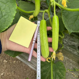 Cream No.3 Mini Cucumber Seeds, Mini Cucumber Seeds, Premium Cucumber, High-Yield Variety