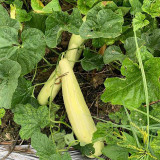 Ketian White-Veined White Melon Seeds, Premium White Melon Seeds, Disease-Resistant, High-Yield