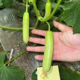 Cream No.3 Mini Cucumber Seeds, Mini Cucumber Seeds, Premium Cucumber, High-Yield Variety
