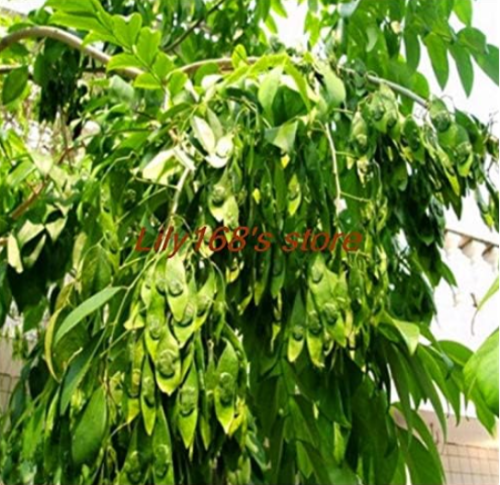 Sandalwood Seed, China Hainan precious trees Seed