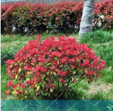 Forest Photinia Seeds Red Robin Heather Tree Leaves Hedge Real Locations