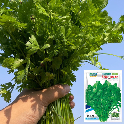Evergreen Iron Stem Cilantro Seeds, High-Quality Variety, High Yield, Strong Aroma, Widely Adaptable