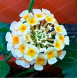 Lantana Camara Seeds plant Rare Perennial Gorgeous Flower