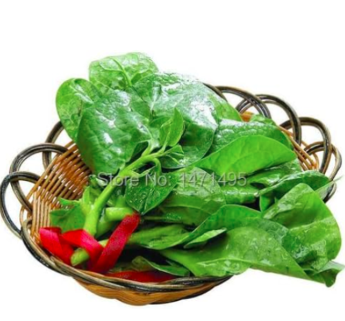 Malabar Spinach Seeds Basella Rubra Red Vine Spinach