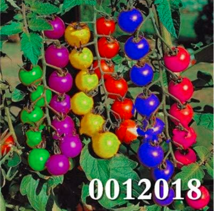 Multicolour Tomato Seeds Balcony Vegetable and Fruit (Color: 6)