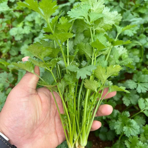 Evergreen Iron Stem Cilantro Seeds, High-Quality Variety, High Yield, Strong Aroma, Widely Adaptable