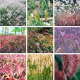 Exotic Pennisetum Seed Outdoor Ornamental Herb Grass (Color: Mixed)