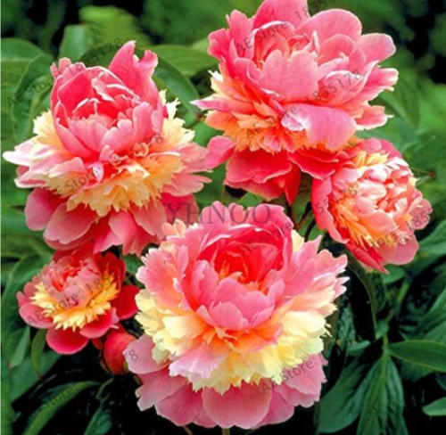 Rare Peony Plant Seeds Chinese National Flower (Color: 4)