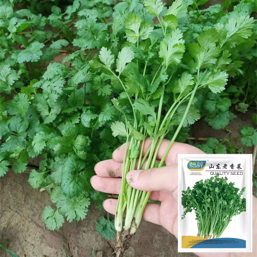 Authentic Shandong Coriander Seeds, Cold/Heat/Drought Resistant, Fast-Growing Herb, Strong Flavor & High Adaptability