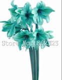 Bonsai Bule Hippeastrum Flower Seeds (Color: 9)