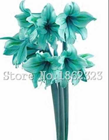 Bonsai Bule Hippeastrum Flower Seeds (Color: 9)