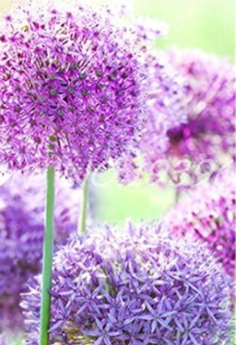 Giant Allium Giganteum Bonsai Flower Plant Purple Allium Organic (Color: 5)