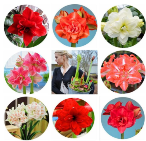 Amaryllis Amaryllis Flower Seeds Barbados Lily (Color: Mixed)